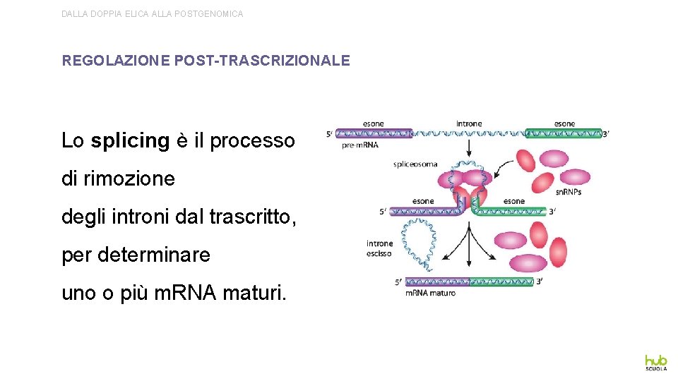 DALLA DOPPIA ELICA ALLA POSTGENOMICA REGOLAZIONE POST-TRASCRIZIONALE Lo splicing è il processo di rimozione