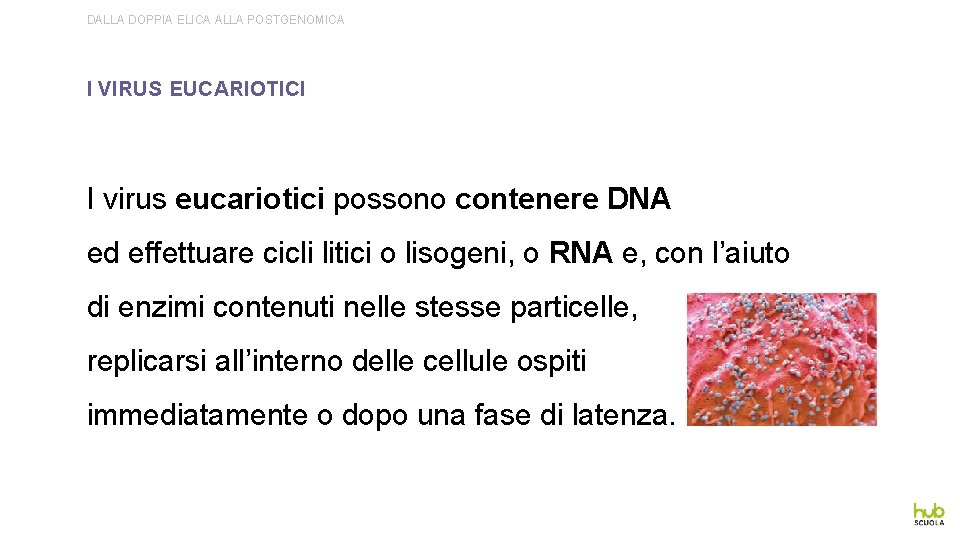 DALLA DOPPIA ELICA ALLA POSTGENOMICA I VIRUS EUCARIOTICI I virus eucariotici possono contenere DNA