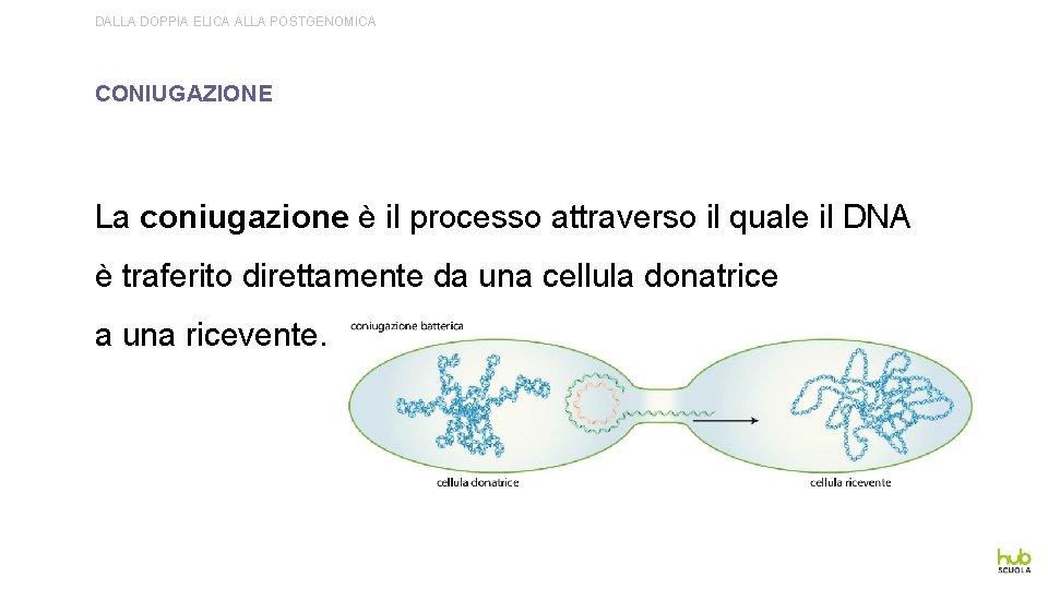 DALLA DOPPIA ELICA ALLA POSTGENOMICA CONIUGAZIONE La coniugazione è il processo attraverso il quale