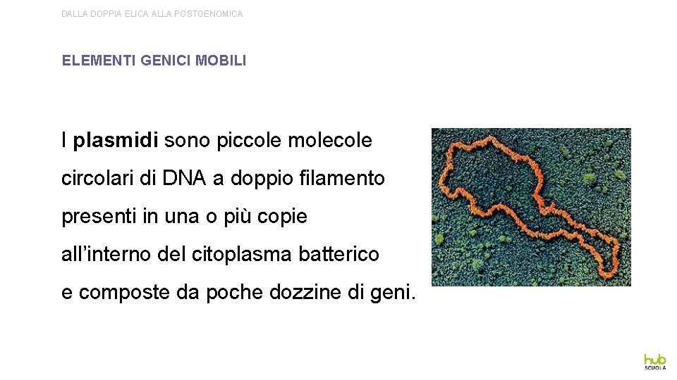 DALLA DOPPIA ELICA ALLA POSTGENOMICA ELEMENTI GENICI MOBILI I plasmidi sono piccole molecole circolari