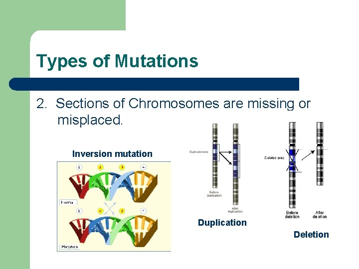 Types of Mutations 2. Sections of Chromosomes are missing or misplaced. Inversion mutation Duplication