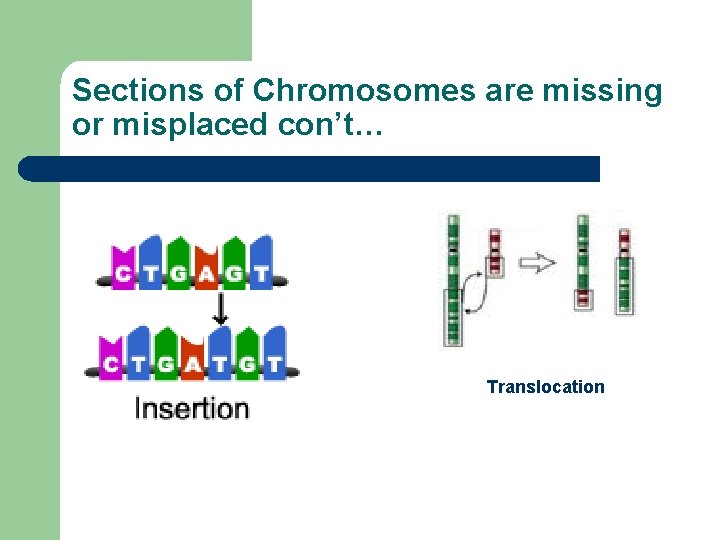 Sections of Chromosomes are missing or misplaced con’t… Translocation 