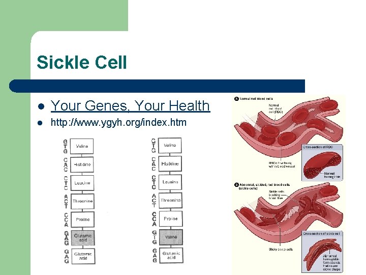 Sickle Cell l Your Genes, Your Health l http: //www. ygyh. org/index. htm 