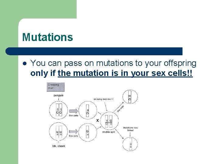 Mutations l You can pass on mutations to your offspring only if the mutation