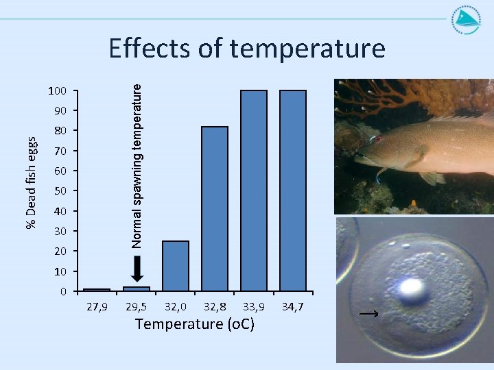 Effects of temperature Normal spawning temperature 100 % Dead fish eggs 90 80 70