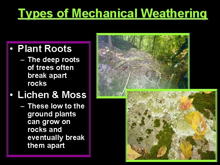 Types of Mechanical Weathering • Plant Roots – The deep roots of trees often