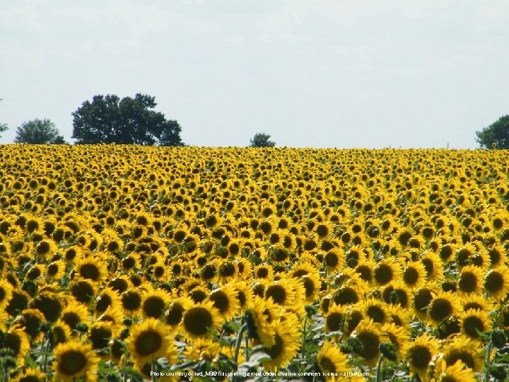 Photo courtesy of ted_M 8@flikr. com - granted under creative commons licence - attribution