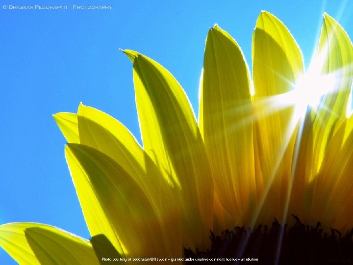 Photo courtesy of peddhapati@flikr. com - granted under creative commons licence - attribution 