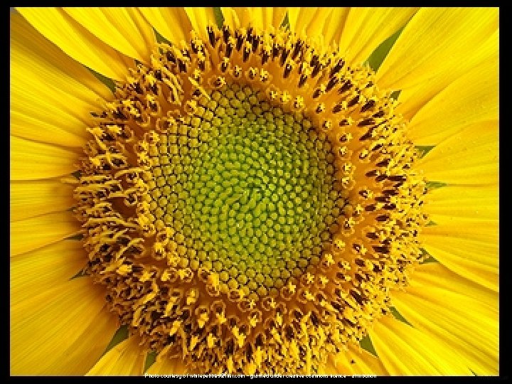 Photo courtesy of whitepebbles@flikr. com - granted under creative commons licence - attribution 