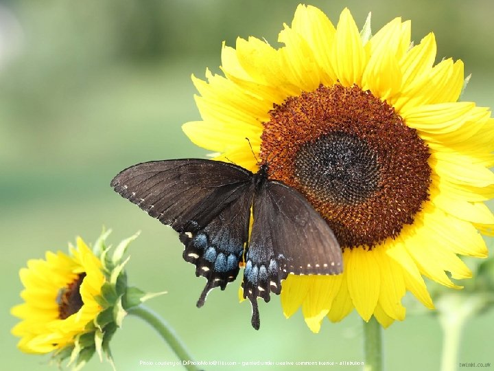 Photo courtesy of Dr. Photo. Moto@flikr. com - granted under creative commons licence -