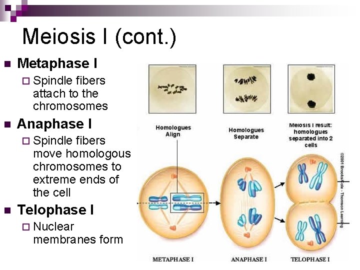 Meiosis I (cont. ) n Metaphase I ¨ Spindle fibers attach to the chromosomes