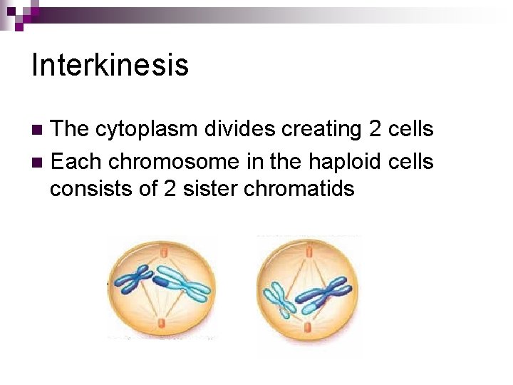 Interkinesis The cytoplasm divides creating 2 cells n Each chromosome in the haploid cells