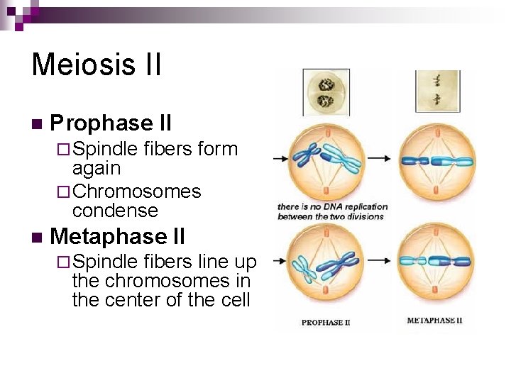 Meiosis II n Prophase II ¨ Spindle fibers form again ¨ Chromosomes condense n