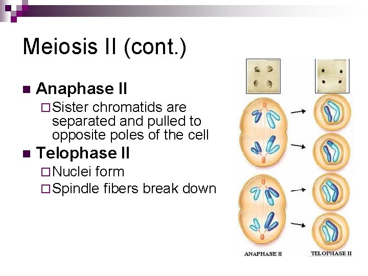 Meiosis II (cont. ) n Anaphase II ¨ Sister chromatids are separated and pulled