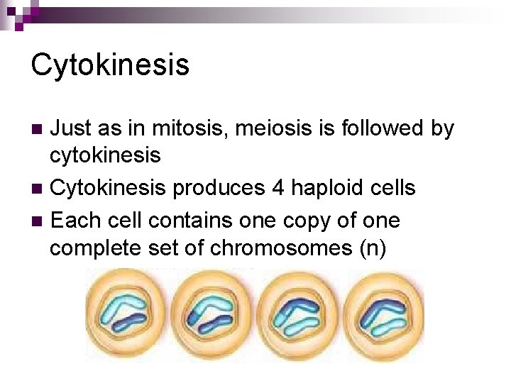 Cytokinesis Just as in mitosis, meiosis is followed by cytokinesis n Cytokinesis produces 4