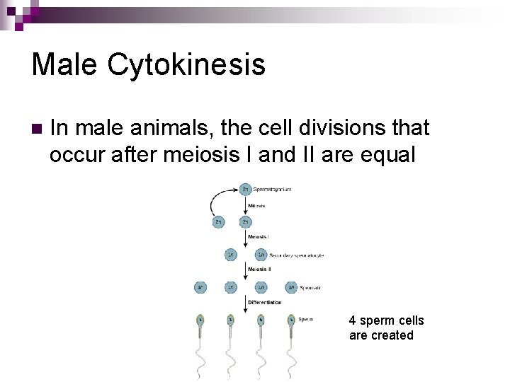 Male Cytokinesis n In male animals, the cell divisions that occur after meiosis I