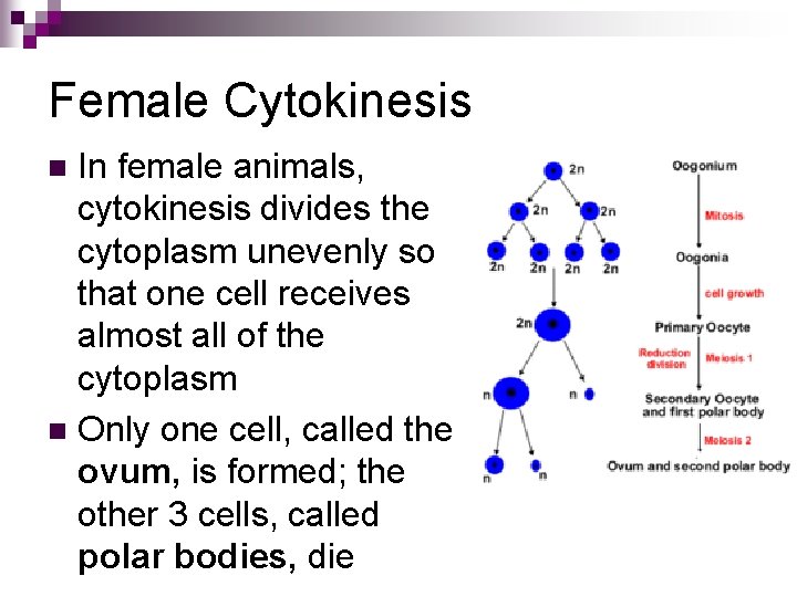 Female Cytokinesis In female animals, cytokinesis divides the cytoplasm unevenly so that one cell