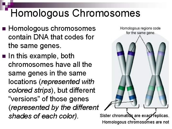 Homologous Chromosomes n n Homologous chromosomes contain DNA that codes for the same genes.