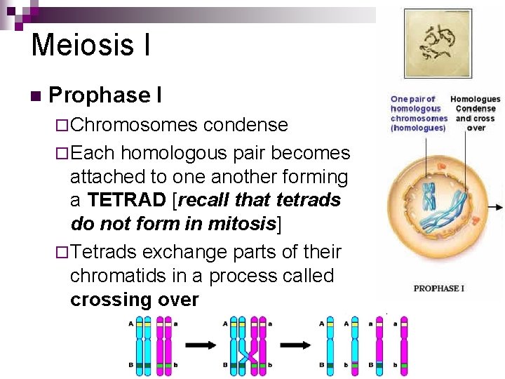 Meiosis I n Prophase I ¨ Chromosomes condense ¨ Each homologous pair becomes attached