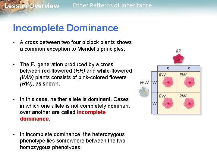 Lesson Overview Other Patterns of Inheritance Incomplete Dominance • A cross between two four Lesson Overview Other Patterns of Inheritance Incomplete Dominance • A cross between two four