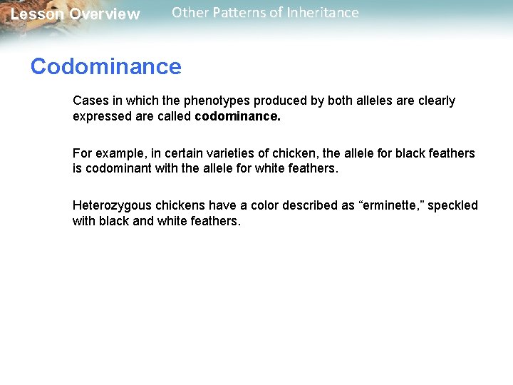 Lesson Overview Other Patterns of Inheritance Codominance Cases in which the phenotypes produced by Lesson Overview Other Patterns of Inheritance Codominance Cases in which the phenotypes produced by