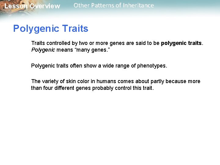 Lesson Overview Other Patterns of Inheritance Polygenic Traits controlled by two or more genes Lesson Overview Other Patterns of Inheritance Polygenic Traits controlled by two or more genes