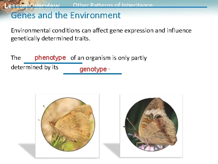 Lesson Overview Other Patterns of Inheritance Genes and the Environmental conditions can affect gene Lesson Overview Other Patterns of Inheritance Genes and the Environmental conditions can affect gene