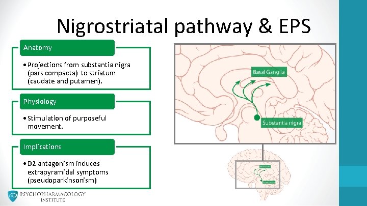 Nigrostriatal pathway & EPS Anatomy • Projections from substantia nigra (pars compacta) to striatum Nigrostriatal pathway & EPS Anatomy • Projections from substantia nigra (pars compacta) to striatum