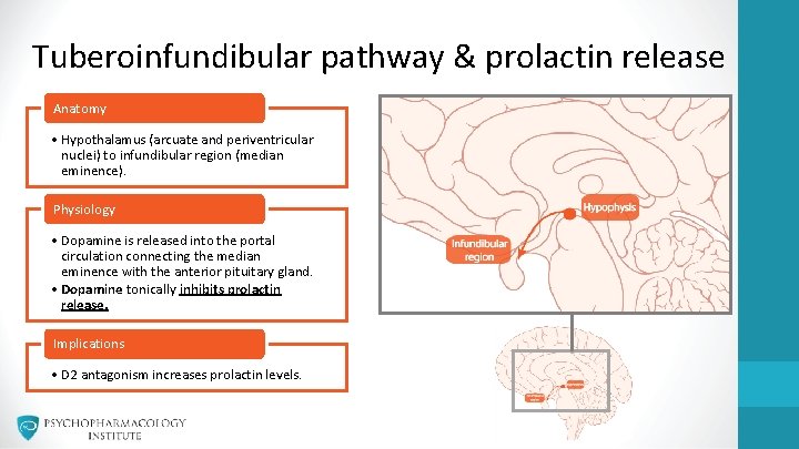 Tuberoinfundibular pathway & prolactin release Anatomy • Hypothalamus (arcuate and periventricular nuclei) to infundibular Tuberoinfundibular pathway & prolactin release Anatomy • Hypothalamus (arcuate and periventricular nuclei) to infundibular