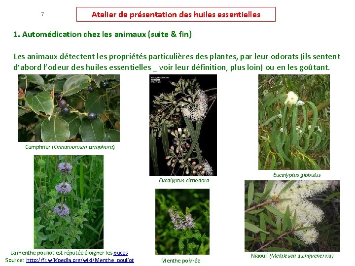 7 Atelier de présentation des huiles essentielles 1. Automédication chez les animaux (suite &