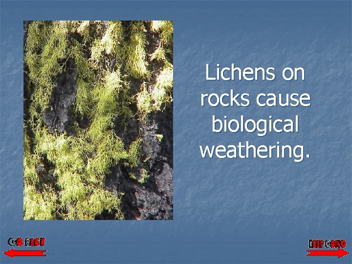 Lichens on rocks cause biological weathering. 