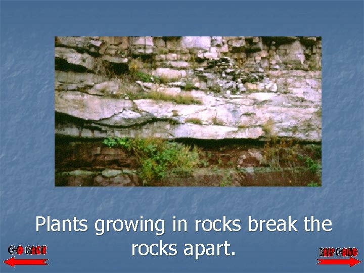 Plants growing in rocks break the rocks apart. 