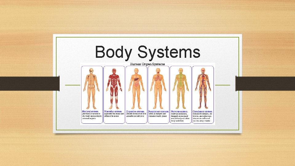 Body Systems 