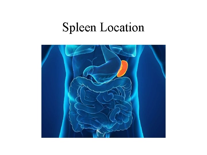 Spleen Location 