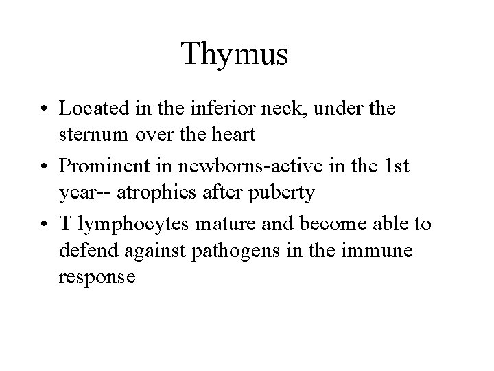 Thymus • Located in the inferior neck, under the sternum over the heart •