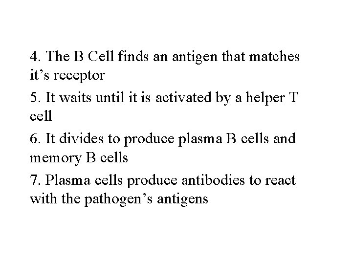 4. The B Cell finds an antigen that matches it’s receptor 5. It waits