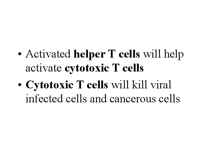  • Activated helper T cells will help activate cytotoxic T cells • Cytotoxic