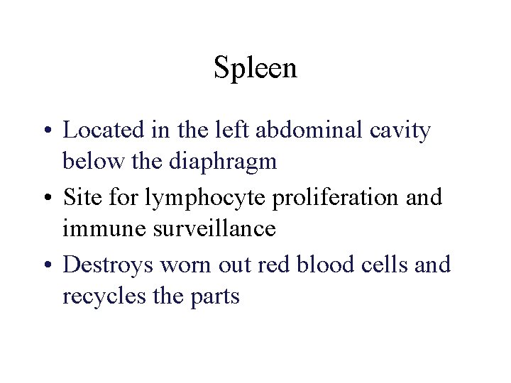 Spleen • Located in the left abdominal cavity below the diaphragm • Site for
