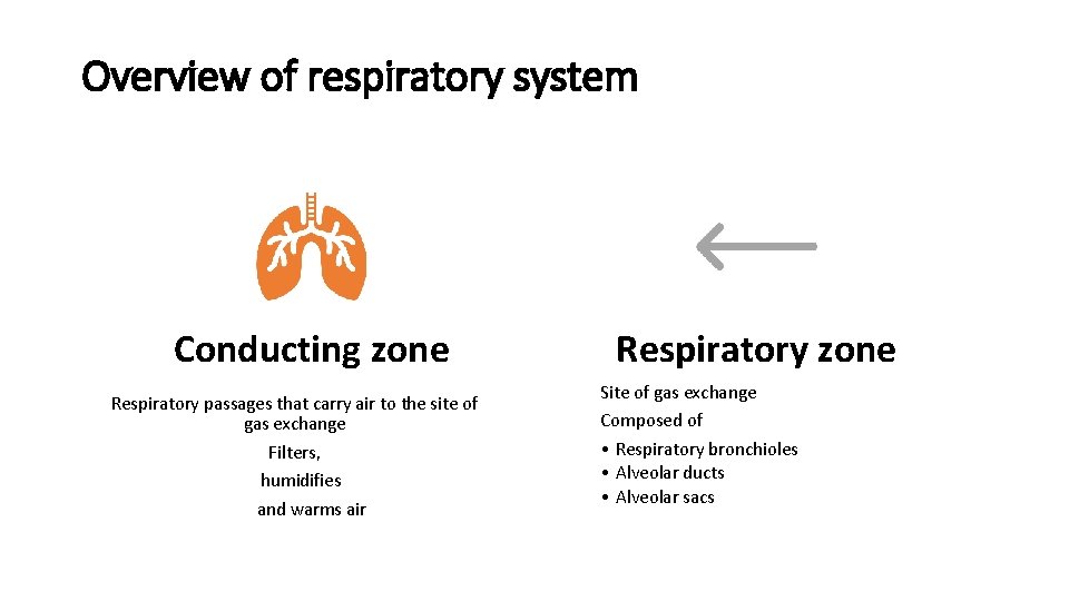 Overview of respiratory system Conducting zone Respiratory passages that carry air to the site