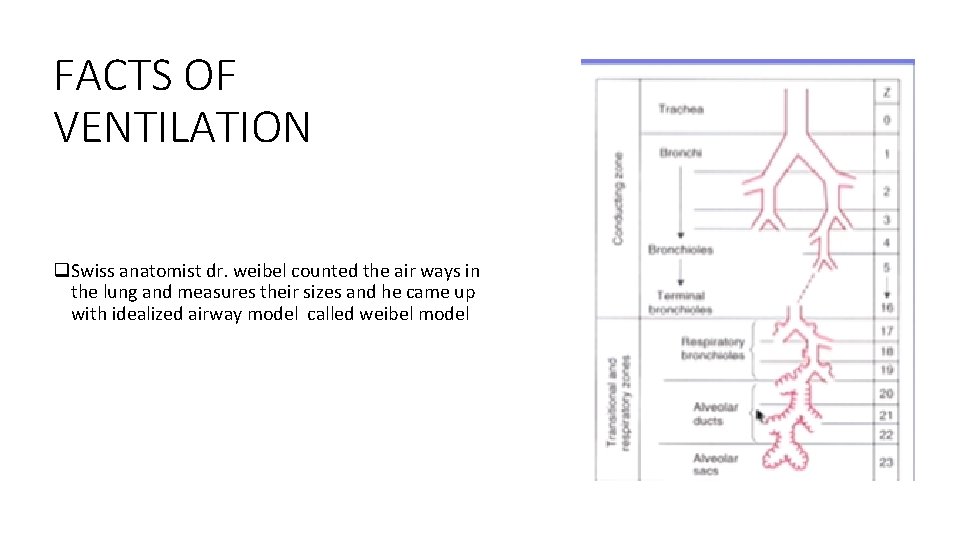 FACTS OF VENTILATION q. Swiss anatomist dr. weibel counted the air ways in the