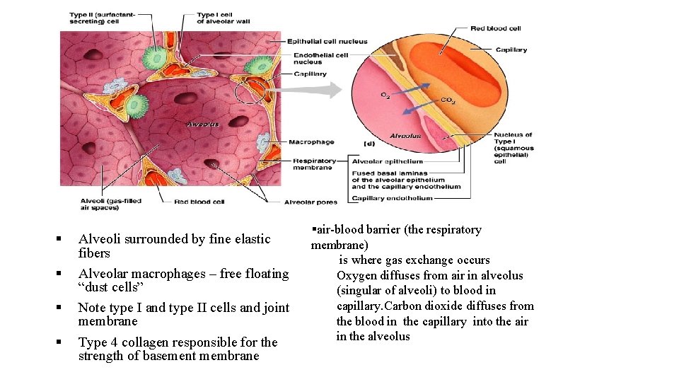 § § Alveoli surrounded by fine elastic fibers Alveolar macrophages – free floating “dust