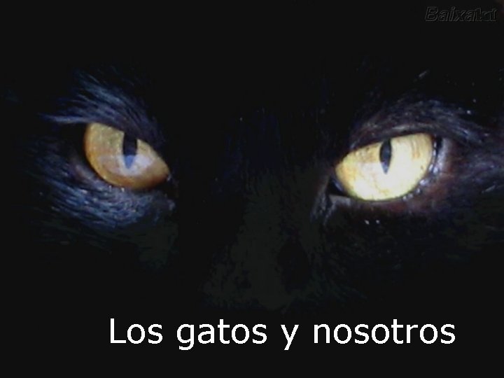 Los gatos y nosotros 