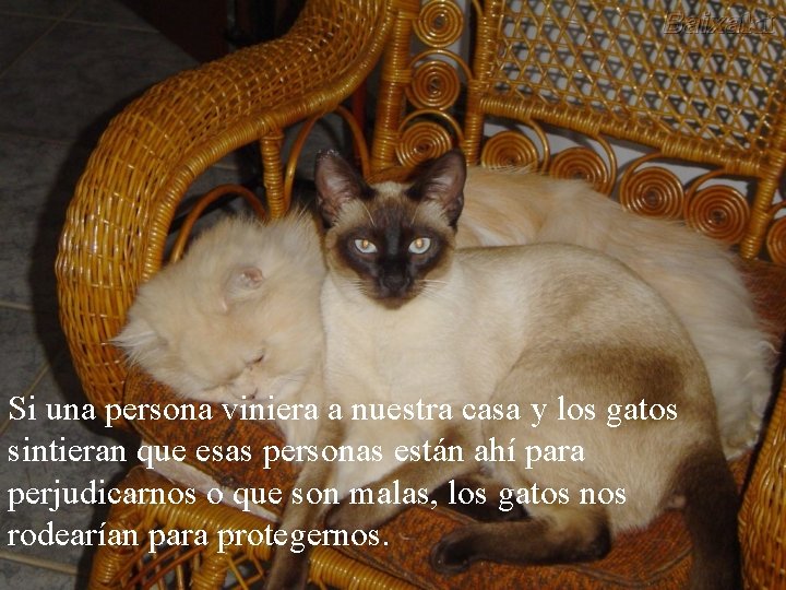 Si una persona viniera a nuestra casa y los gatos sintieran que esas personas