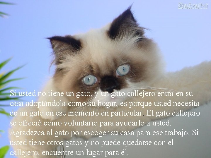 Si usted no tiene un gato, y un gato callejero entra en su casa