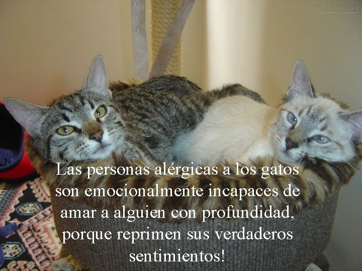 Las personas alérgicas a los gatos son emocionalmente incapaces de amar a alguien con