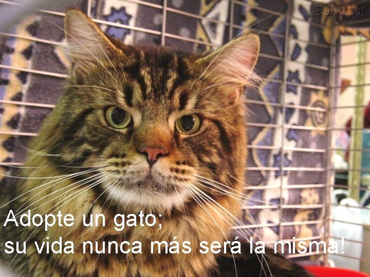 Adopte un gato; su vida nunca más será la misma! 