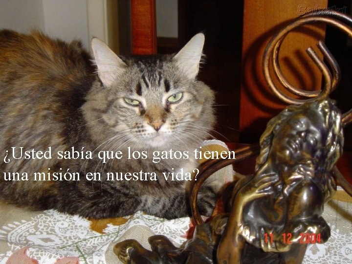 ¿Usted sabía que los gatos tienen una misión en nuestra vida? 