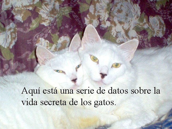 Aquí está una serie de datos sobre la vida secreta de los gatos. 