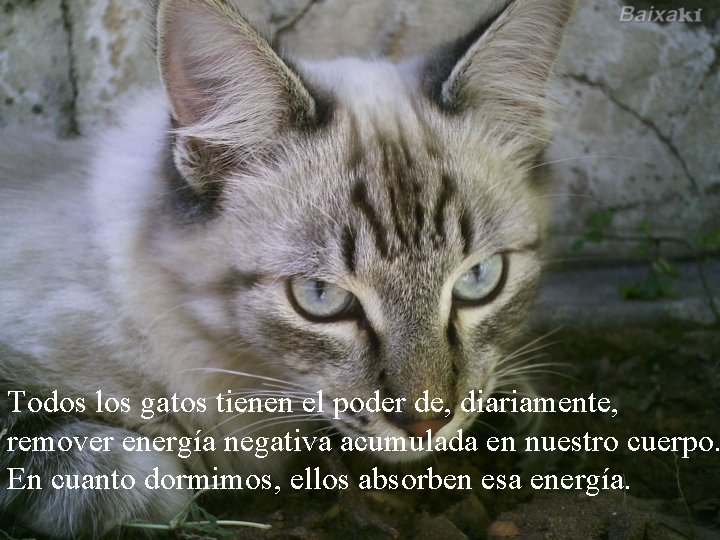 Todos los gatos tienen el poder de, diariamente, remover energía negativa acumulada en nuestro