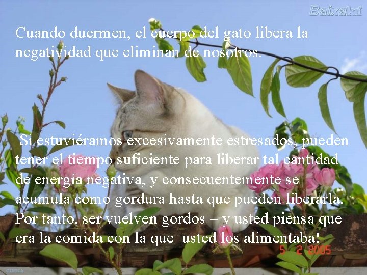 Cuando duermen, el cuerpo del gato libera la negatividad que eliminan de nosotros. Si